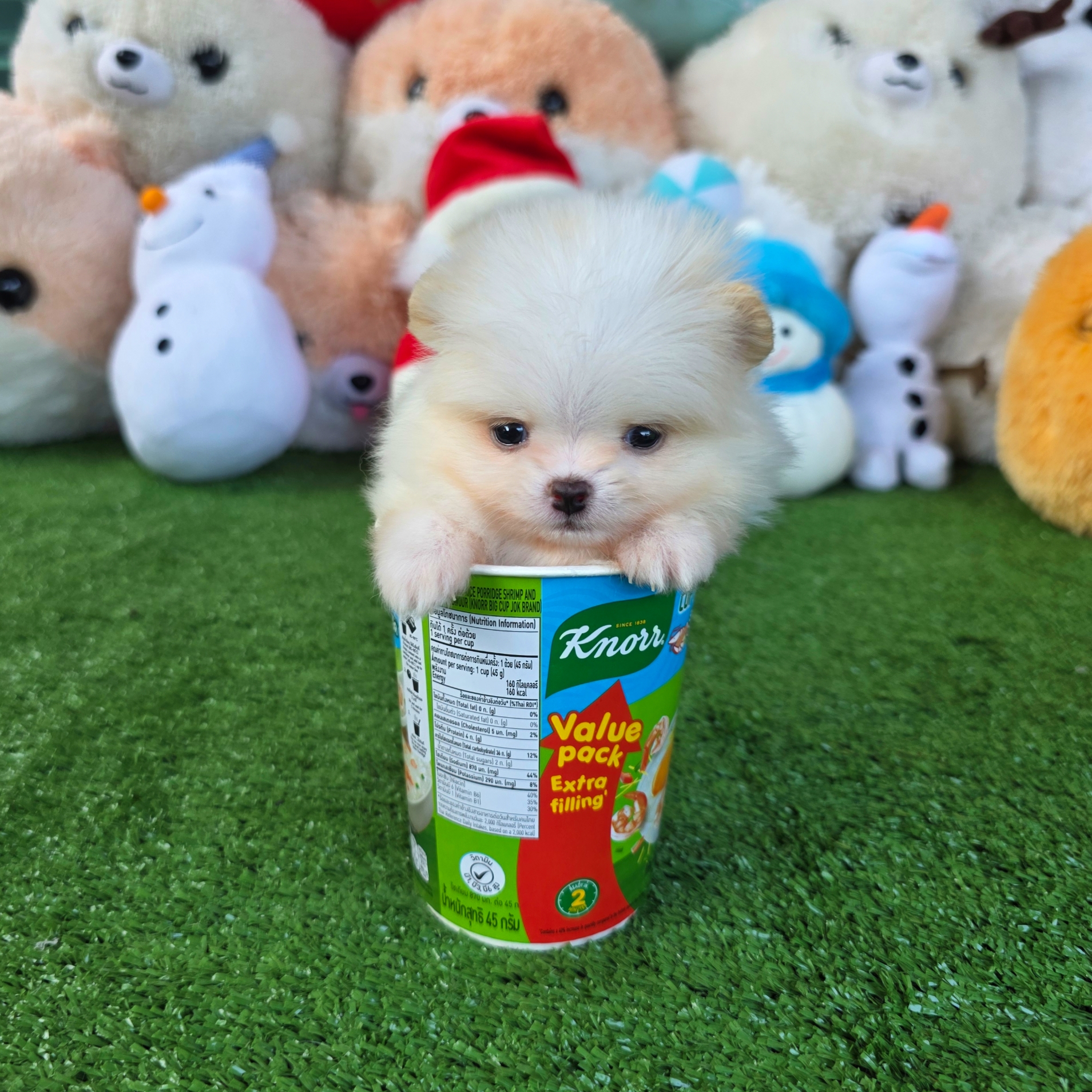 ปอมเมอเรเนี่ยนแท้ ไซส์ทีคัพเพศชาย หล่อมาก White teacup male