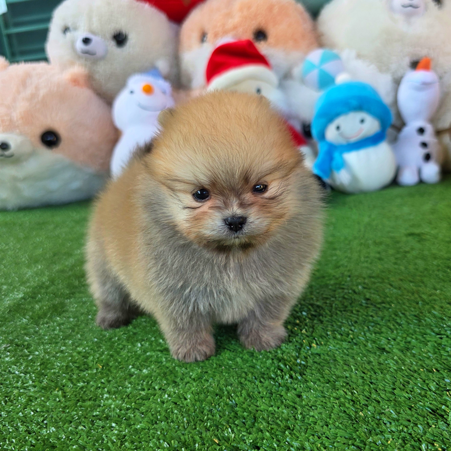 ปอมเมอเรเนี่ยนแท้ เพศชายสวยๆ Orange seble male