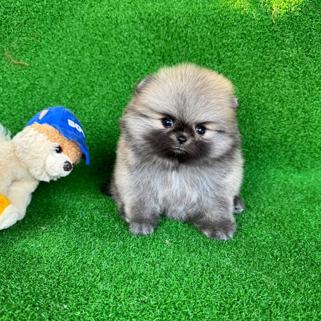 ปอมเมอเรเนี่ยนหน้าหมีสุด ฟรอมสั้นทรงดี สีส้มน้ำตาล Bearface orange seble male