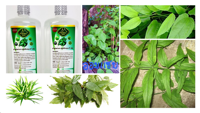 น้ำสกัดย่านางสมุนไพรรวม หัวเชื้อเข้มข้นบริสุทธิ์