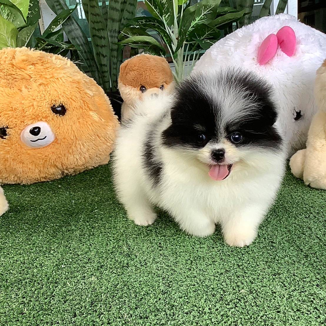 ปอมเมอเรเนี่ยนแท้ไตรคัลเลอร์ เกรดโชว์ หน้าหมี เพศเมีย Bearface tricolors female