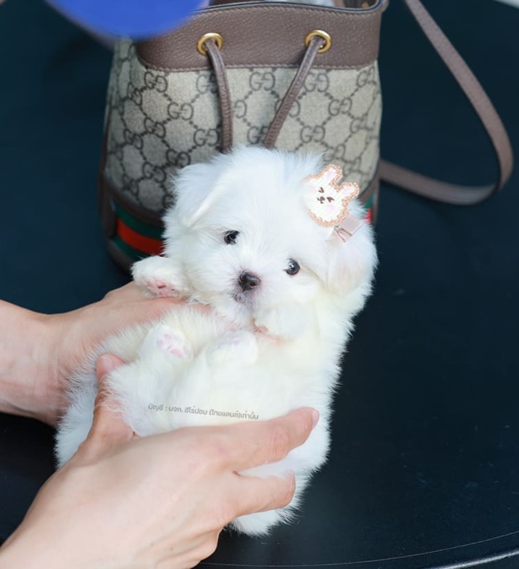มอลทีส MTM-10564 เพศชาย สีขาว ตัวเล็กตัวน้อยมาก ๆ ขาสั้น ขนแน่นฟู หน้าตาทะเล้น น่ารักมาก ๆ ยิ้มเก่ง ขยันแจกความน่ารักสุด ๆ สายเลือดนำเข้า มีใบรับรองจากสมาคมพัฒนาพันธุ์สุนัข (ใบเพ็ดดีกรีเต็มใบ) ส่งทั่วประเทศ