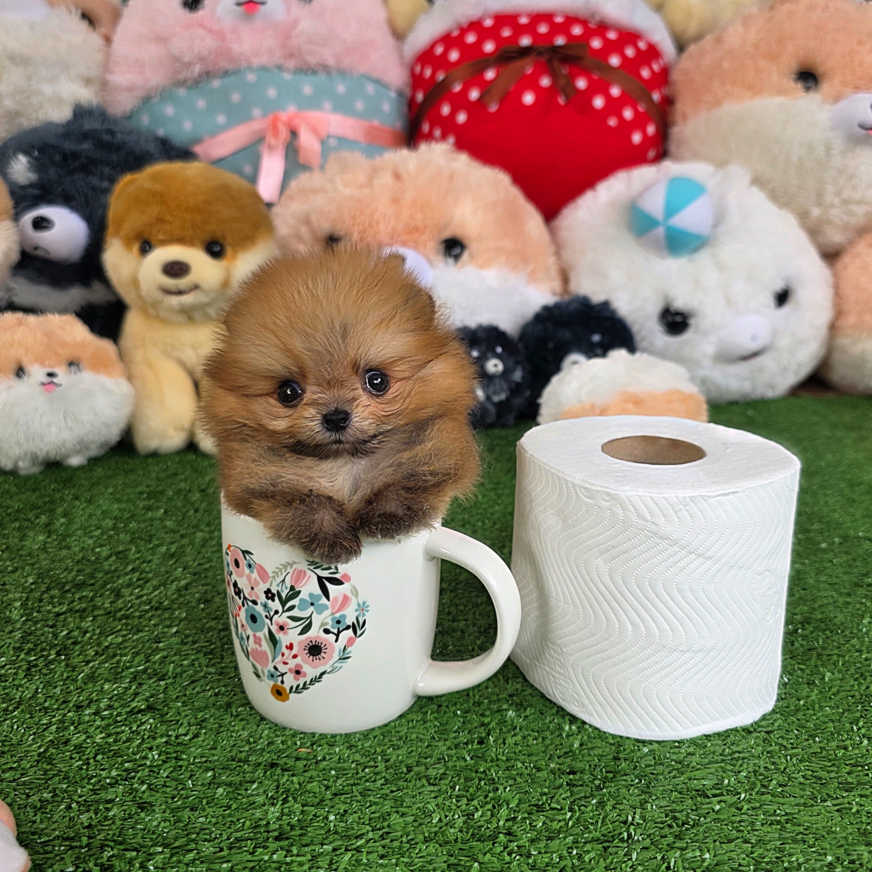 ปอมเมอเรเนี่ยนแท้ จิ๋วมากมินิทีคัพเด็กชาย Orange mini teacup male