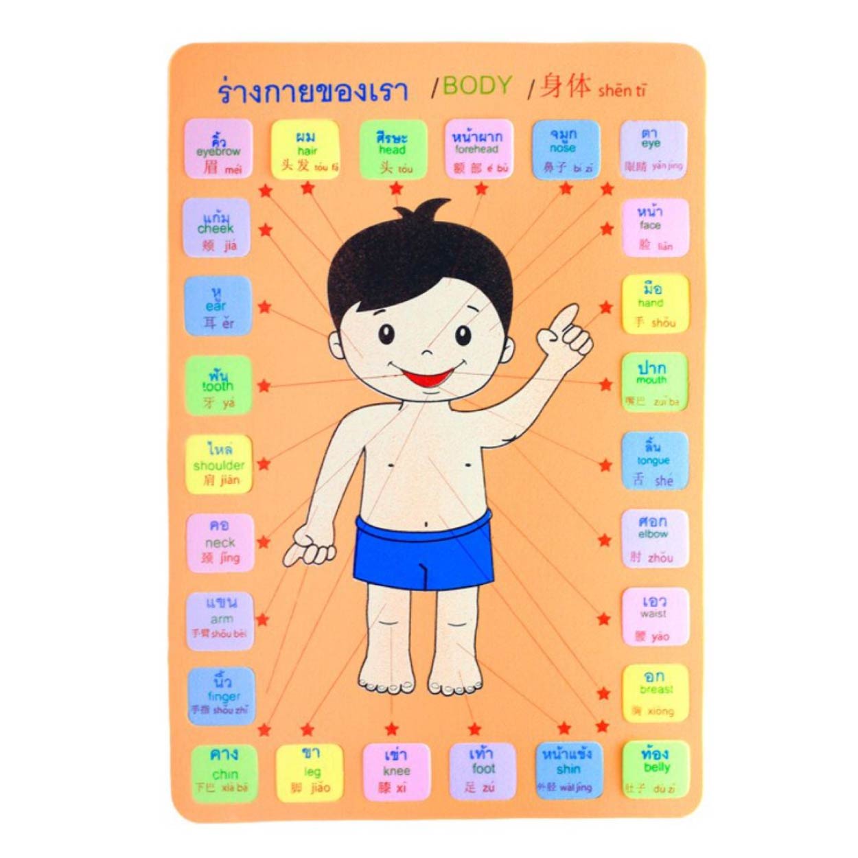 โฟมยาง แผ่นโฟม ASTA ชุดคำศัพท์ ร่างกายของเรา เสริมพัฒนาการ เรียนรู้คำศัพท์ 3 ภาษา คละสี