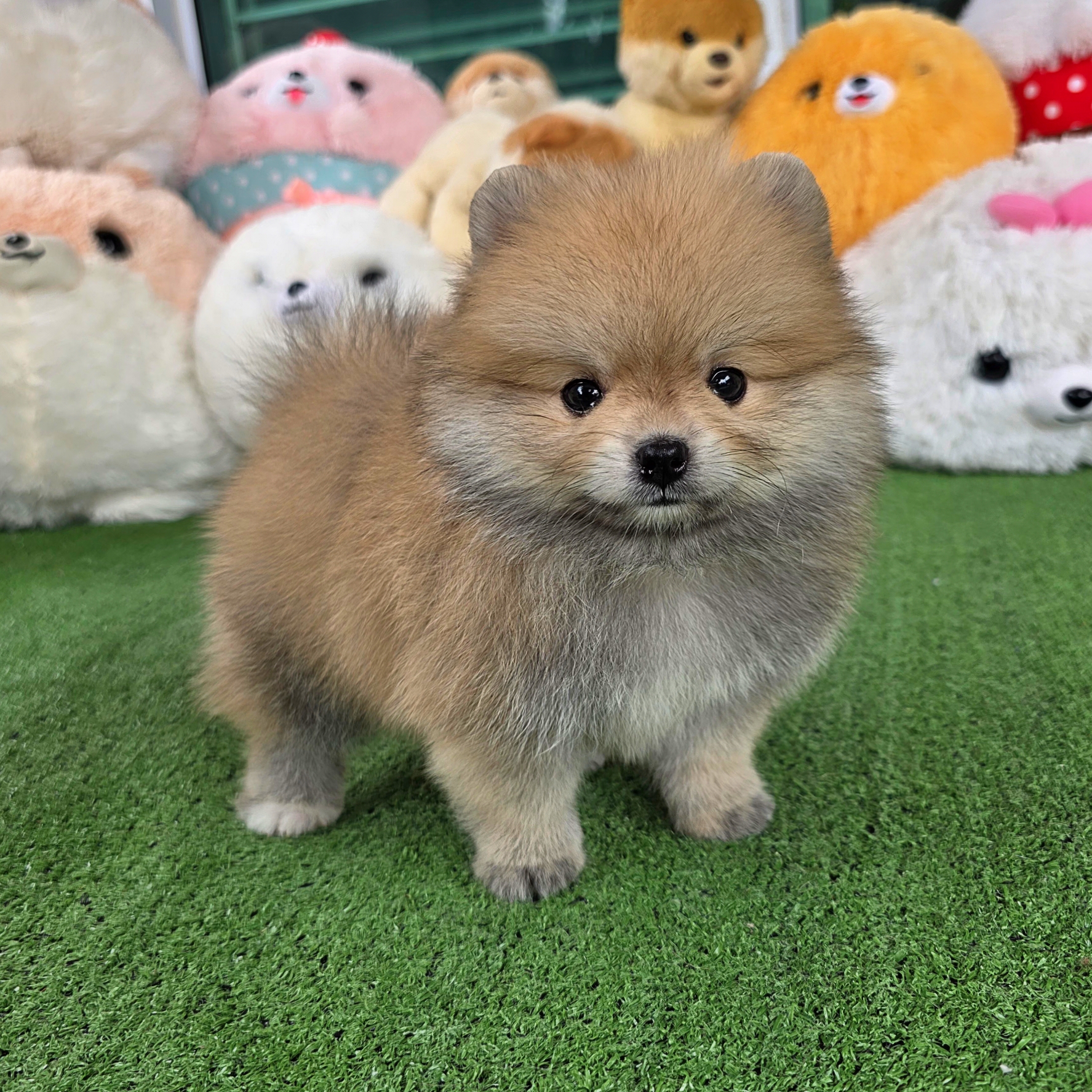 ปอมเมอเรเนี่ยนแท้เพศผู้สวยๆ ไซส์เล็กๆ Orange male