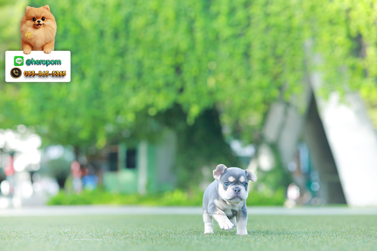 เฟรน บลูด็อก FHF-10959 เพศหญิง สี BlueTan ตัวจิ๋วตัวเล็กมาก สีสวย เป็นเจ้าเด็กอ้วนที่จ้ำม่ำน่าอุ้มมาก มีใบรับรองจากสมาคมพัฒนาพันธุ์สุนัข (ใบเพ็ดดีกรีเต็มใบ) ส่งทั่วประเทศ