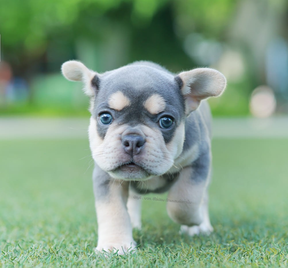 เฟรน บลูด็อก FHF-10959 เพศหญิง สี BlueTan ตัวจิ๋วตัวเล็กมาก สีสวย เป็นเจ้าเด็กอ้วนที่จ้ำม่ำน่าอุ้มมาก มีใบรับรองจากสมาคมพัฒนาพันธุ์สุนัข (ใบเพ็ดดีกรีเต็มใบ) ส่งทั่วประเทศ