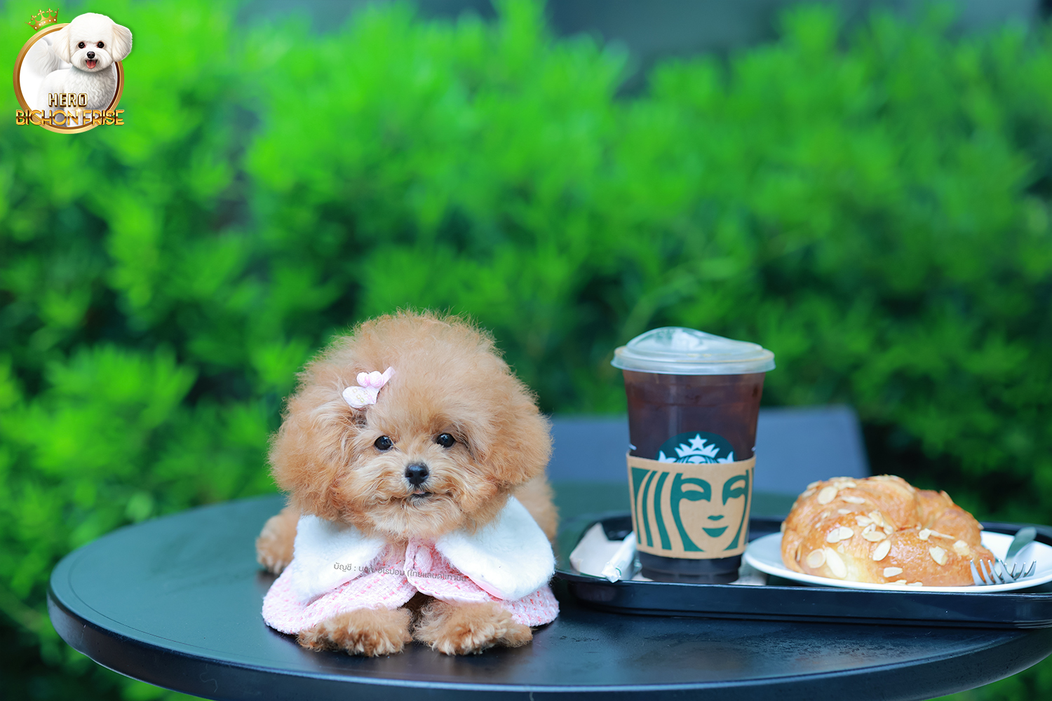 บิชองพู BCF-95914 เพศหญิง สี Champagne หน้าตาน่ารัก สวยหวาน แต่นิสัยขี้เล่น ร่าเริง ตัวจิ๋ว แต่งตัวแล้วเหมือนตุ๊กตาสุด ๆ มีใบรับรองจากสมาคมพัฒนาพันธุ์สุนัข (ใบเพ็ดดีกรีเต็มใบ) ส่งทั่วประเทศ