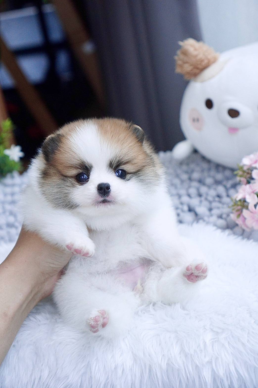 ปอมเมอรเนี่ยนสีปาร์ตี้ เพศเมีย Parti colors pomeranian