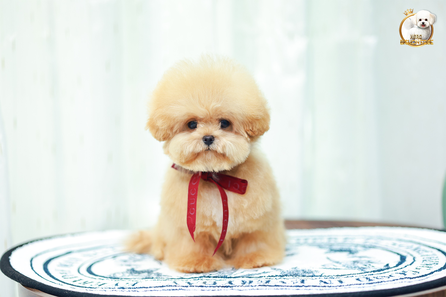 บิชองพู BCM-595919 เพศชาย สี Champagne หัวกลม หน้าตาน่ารัก ขี้เล่น แป้นแล้นสุด ๆ สายเลือดพ่อแม่นำเข้าจากต่างประเทศ ตัวอ้วน ขนนุ่มฟูมาก ๆ มีใบรับรองจากสมาคมพัฒนาพันธุ์สุนัข (ใบเพ็ดดีกรีเต็มใบ) ส่งทั่วประเทศ