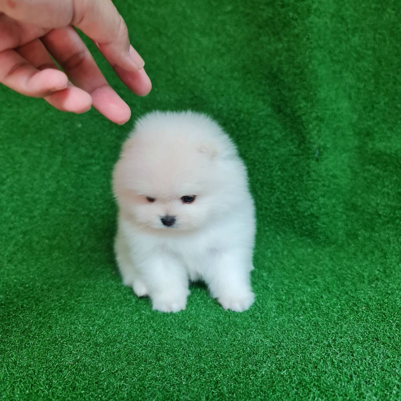 ปอมเมอเรเนี่ยนหน้าหมีลูกชายขาวๆ white bear face male