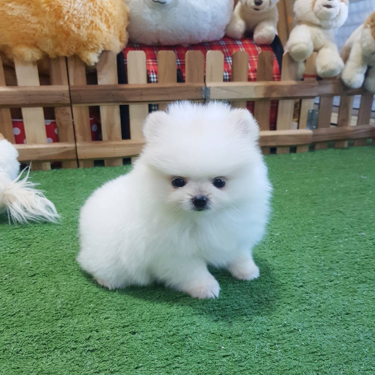 ลูกปอมเมอเรเนียนแท้ ด.ญ.สีขาว