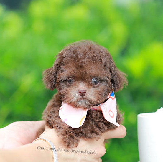 พุดเดิ้ล PDM-56609 เพศชาย สี chocolate น้องจิ๋วสีหายาก สีน่ากินแต่น้องกินไม่ได้นะ ตัวเล็กตัวจิ๋วมาก หล่อมาก ๆ สีมีเอกลักษณ์ น่าอุ้มสุด ๆ มีใบรับรองจากสมาคมพัฒนาพันธุ์สุนัข (ใบเพ็ดดีกรีเต็มใบ) ส่งทั่วประเทศ