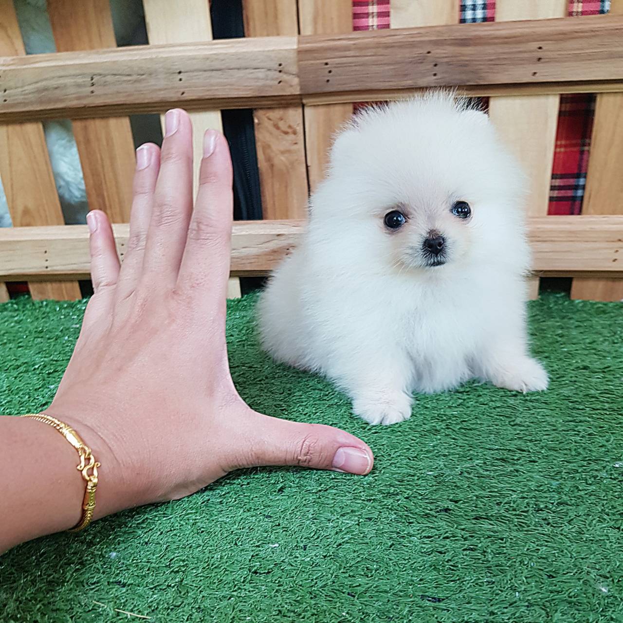 ลูกปอมเมอเรเนียนแท้ ด.ญ.ขาวครีมจิ๋ว ไซร์ทีคัพ