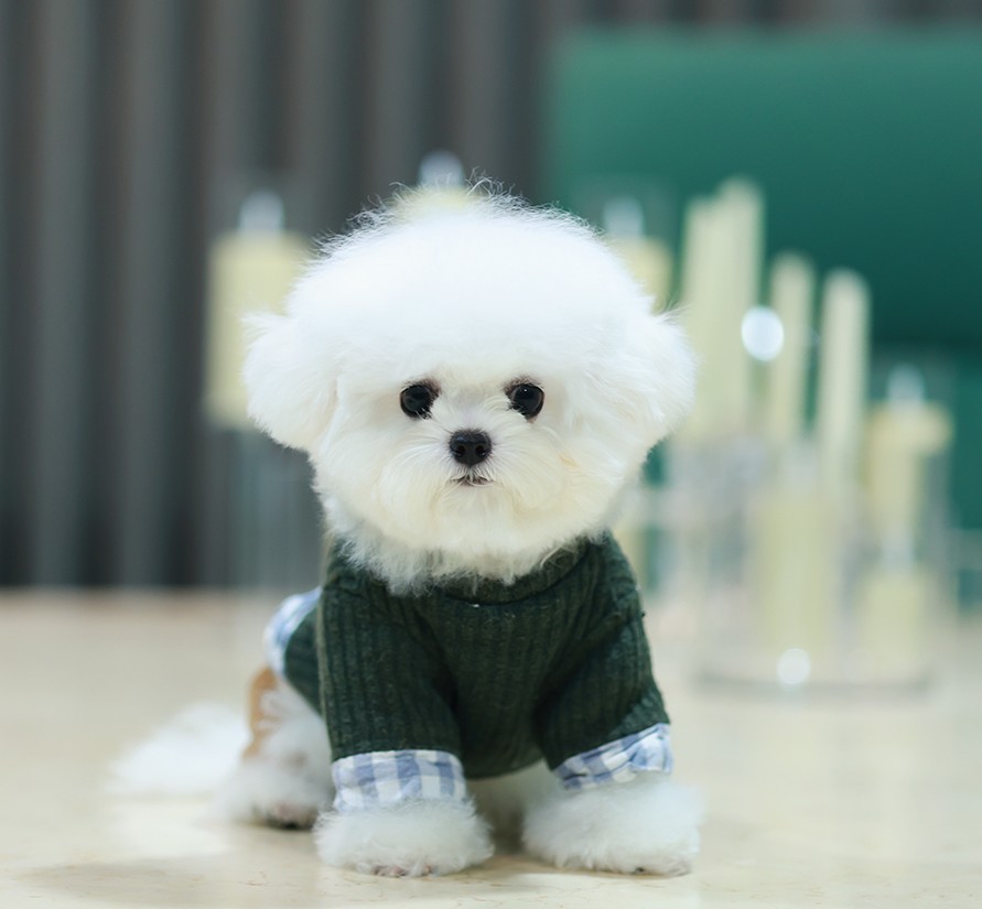 บิชอง ฟริเซ่ BCM-02056 เพศชาย สีขาว อายุ 2 เดือน น้ำหนัก 1.26 KG ส่วนสูง 19 CM