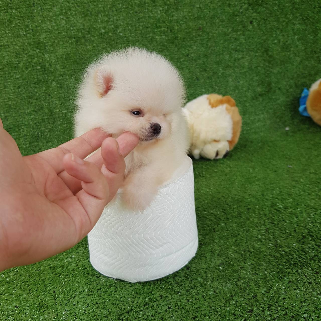 ลูกปอมเมอเรเนียนแท้ ด.ช.สีขาว ไซร์ทีคัพ