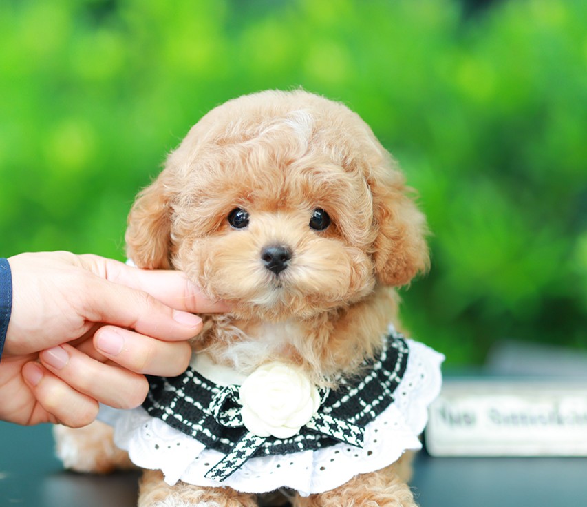 บิซองพู BCM-16976 เพศชาย สีแชมเปญ อายุ 2 เดือน น้ำหนัก KG ส่วนสูง CM