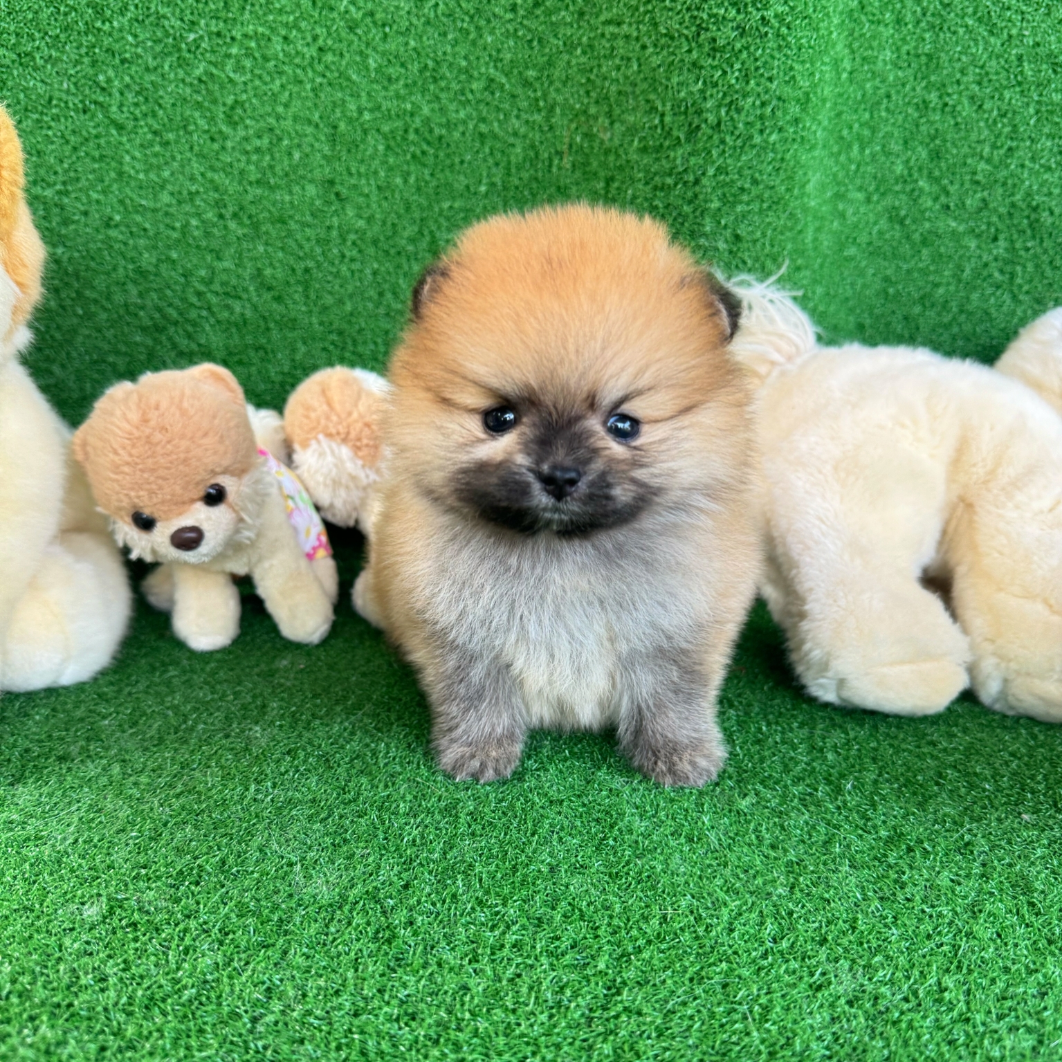 ปอมเมอเรเนี่ยนแท้หน้าหมีเพศเมีย สีส้มหรือสีน้ำตาล Bearface orange seble female