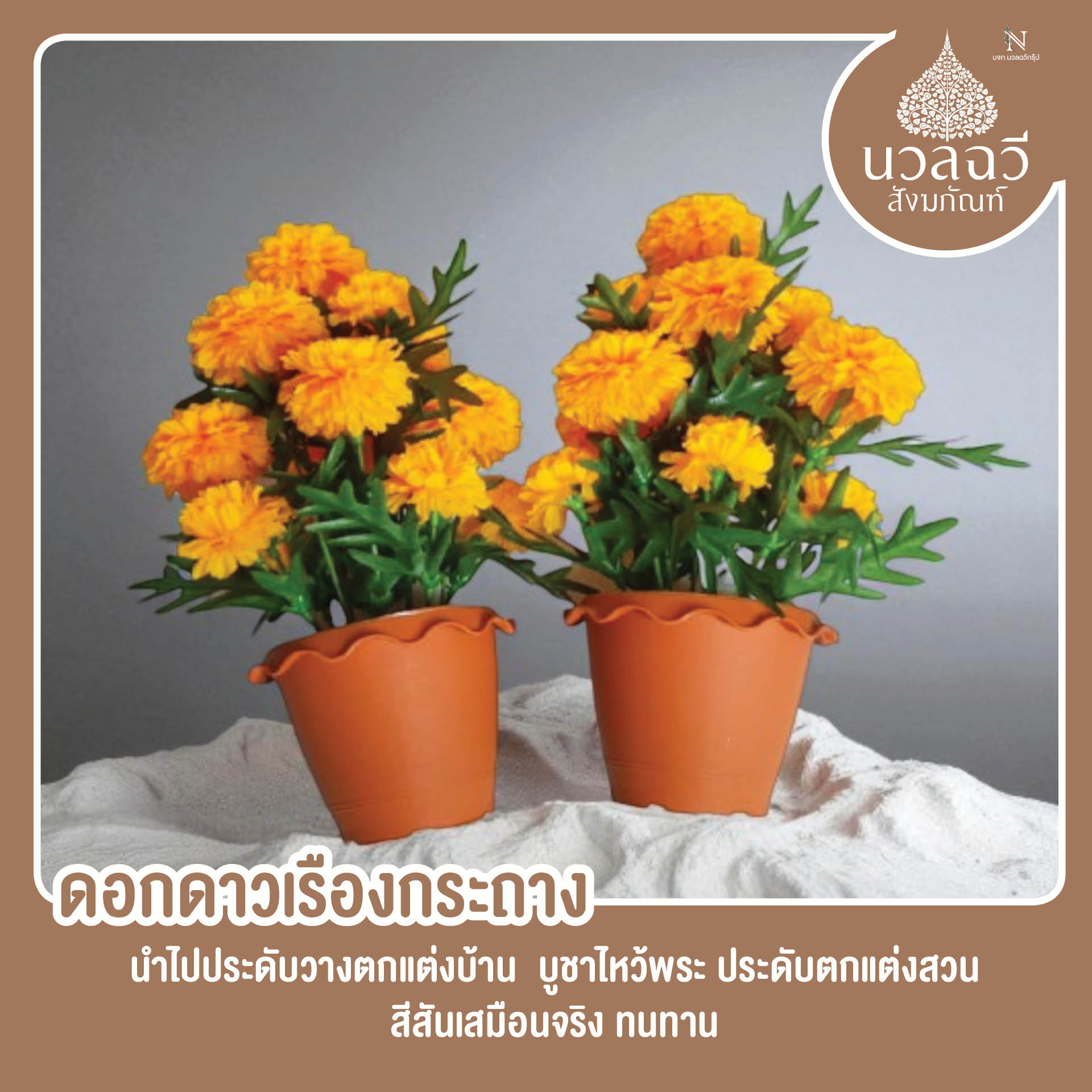 ดอกไม้กดาวเรือง ขนาดกลาง
