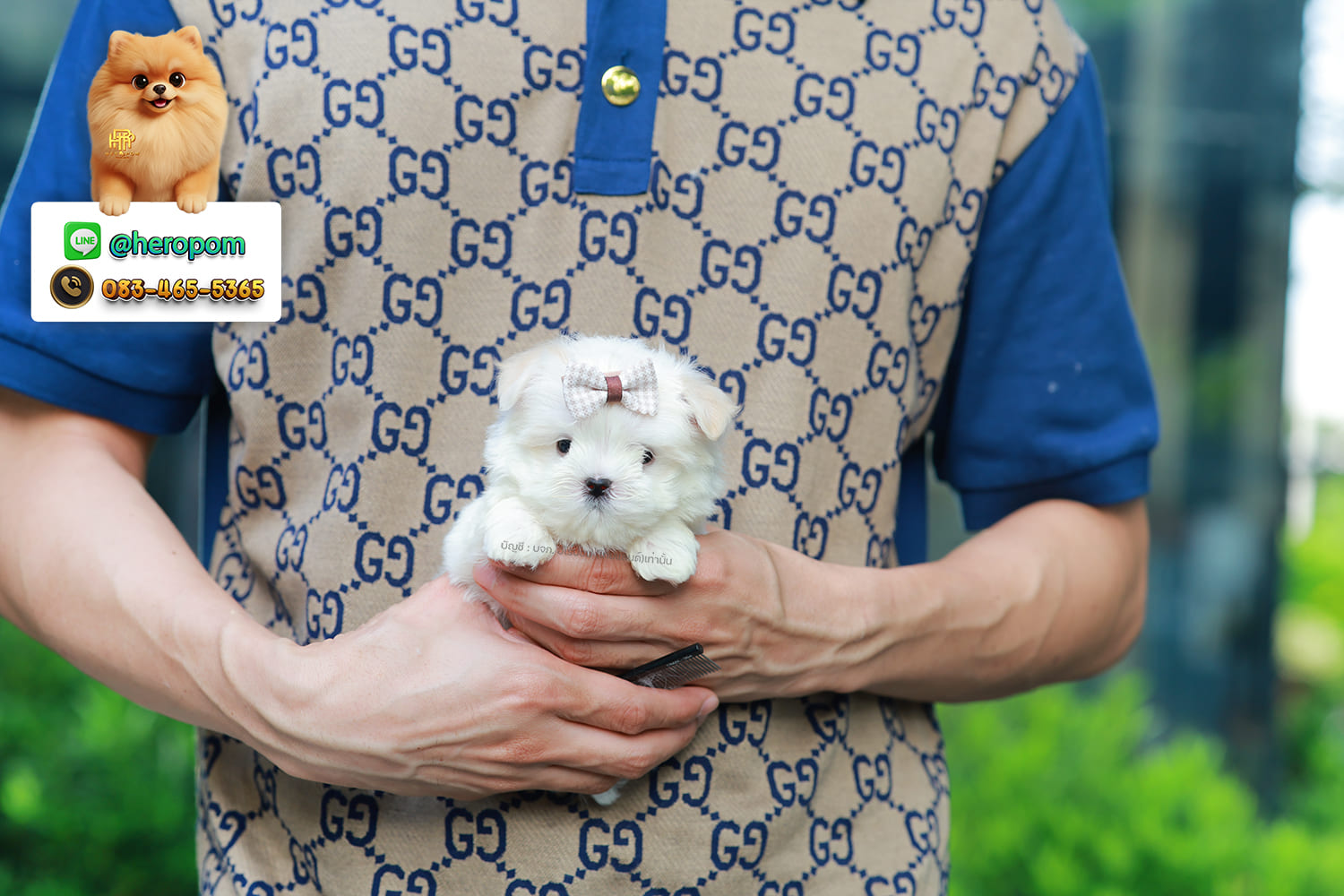 มอลทีส MTM-10573 เพศชาย สีขาว ตัวเล็กตัวน้อยมาก ๆ ขาสั้น ขนแน่นฟู หน้าตาทะเล้น น่ารักมาก ๆ ยิ้มเก่ง ขยันแจกความน่ารักสุด ๆ สายเลือดนำเข้า มีใบรับรองจากสมาคมพัฒนาพันธุ์สุนัข (ใบเพ็ดดีกรีเต็มใบ) ส่งทั่วประเทศ