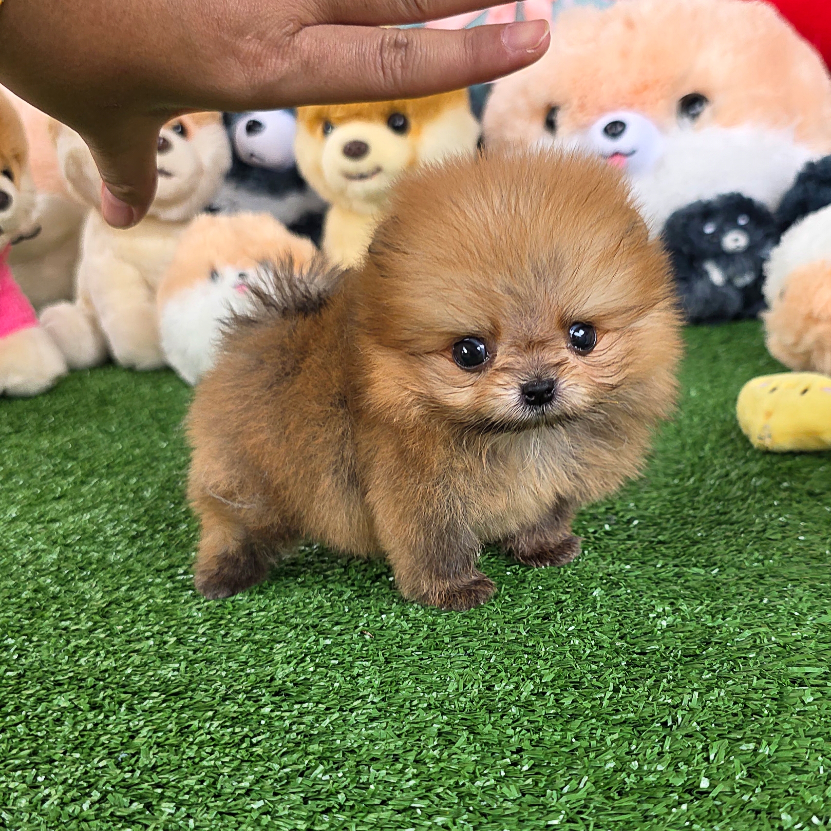 ปอมเมอเรเนี่ยนแท้ จิ๋วมากมินิทีคัพเด็กชาย Orange mini teacup male