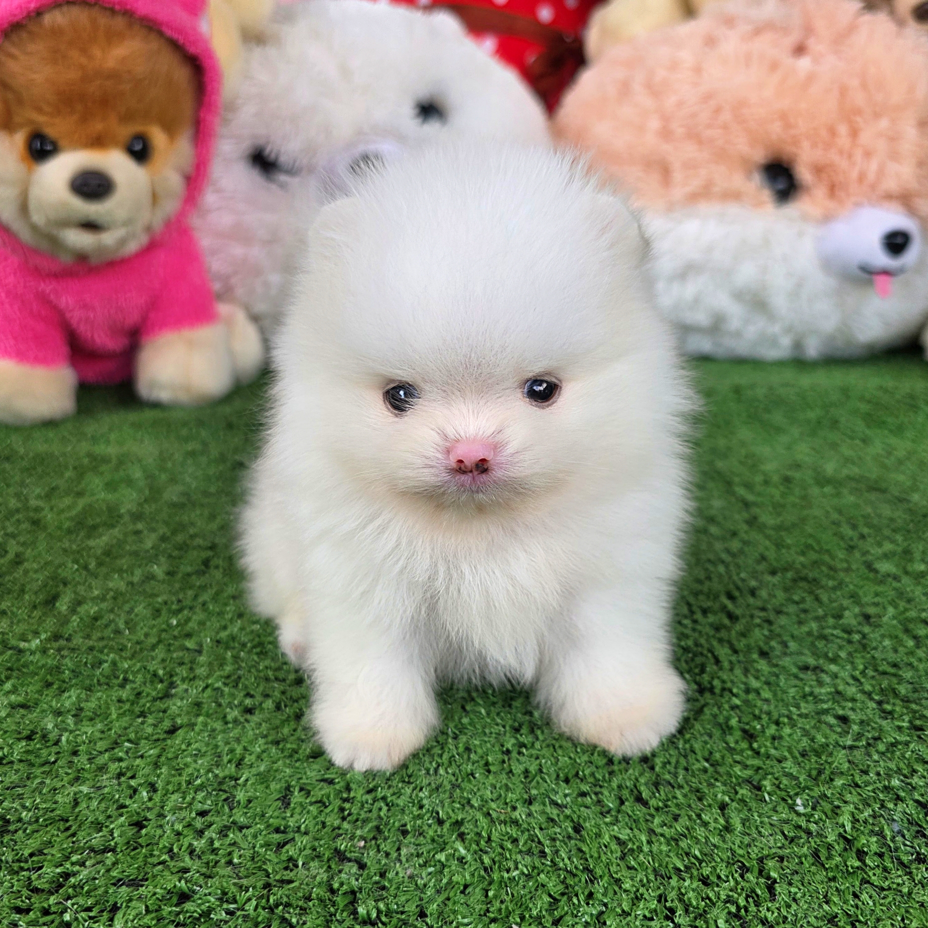 ปอมเมอเรเนี่ยนแท้ ขาวสำลีโอโม่เพศผู้ ตาสีฟ้าเทา White male