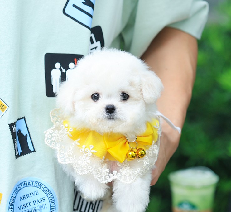 บิชอง ฟริเซ่ BCF-48687 เพศหญิง สีขาว อายุ 2 เดือน น้ำหนัก 0.85 KG ส่วนสูง 15 CM