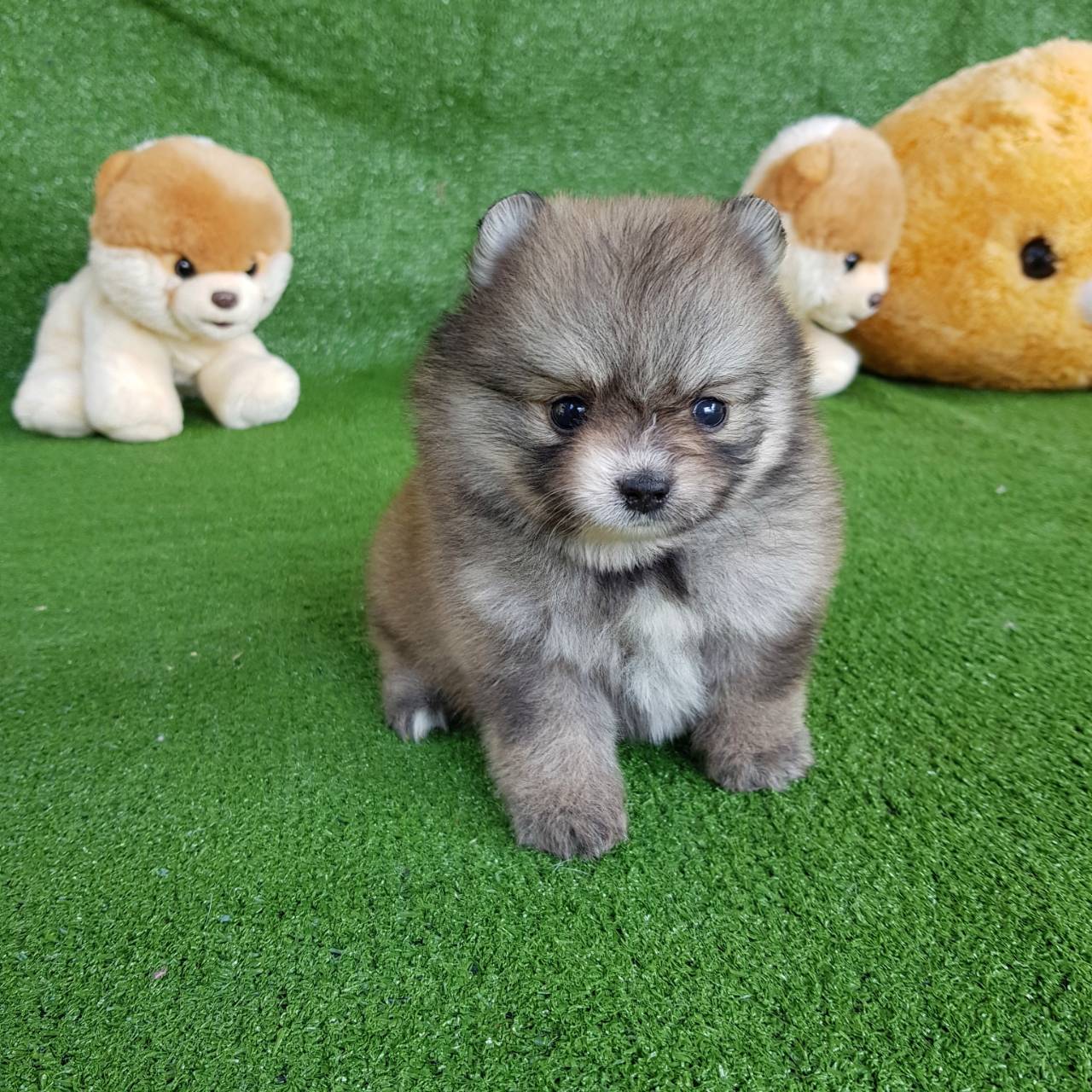 ลูกปอมเมอเรเนียนแท้ ด.ญ.สีวูฟเวเบิ้ล wolf sable female