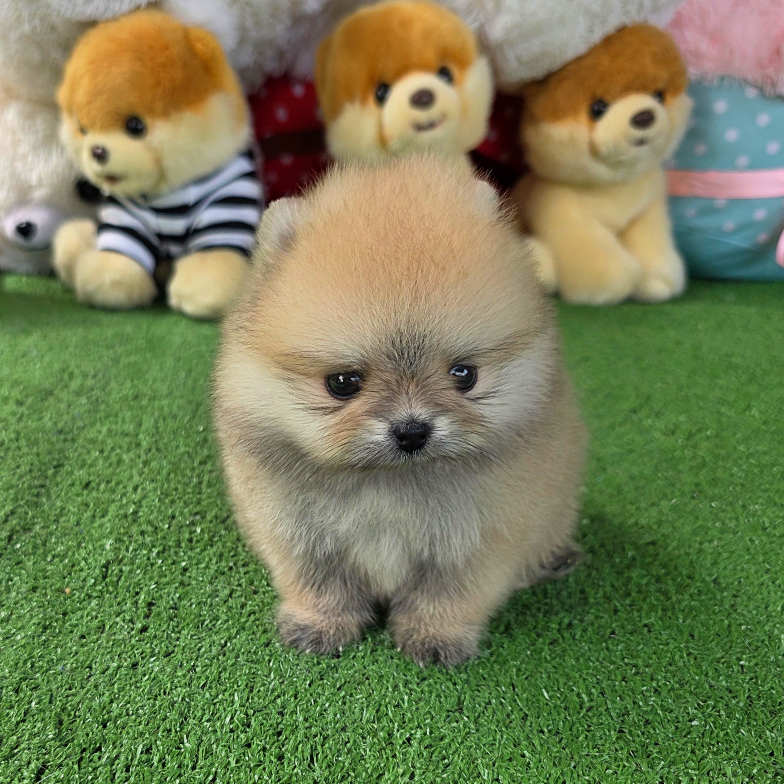 ปอมเมอเรเนี่ยนแท้ เพศเมียหน้าหมีหน้าหวานมาก Bearface female