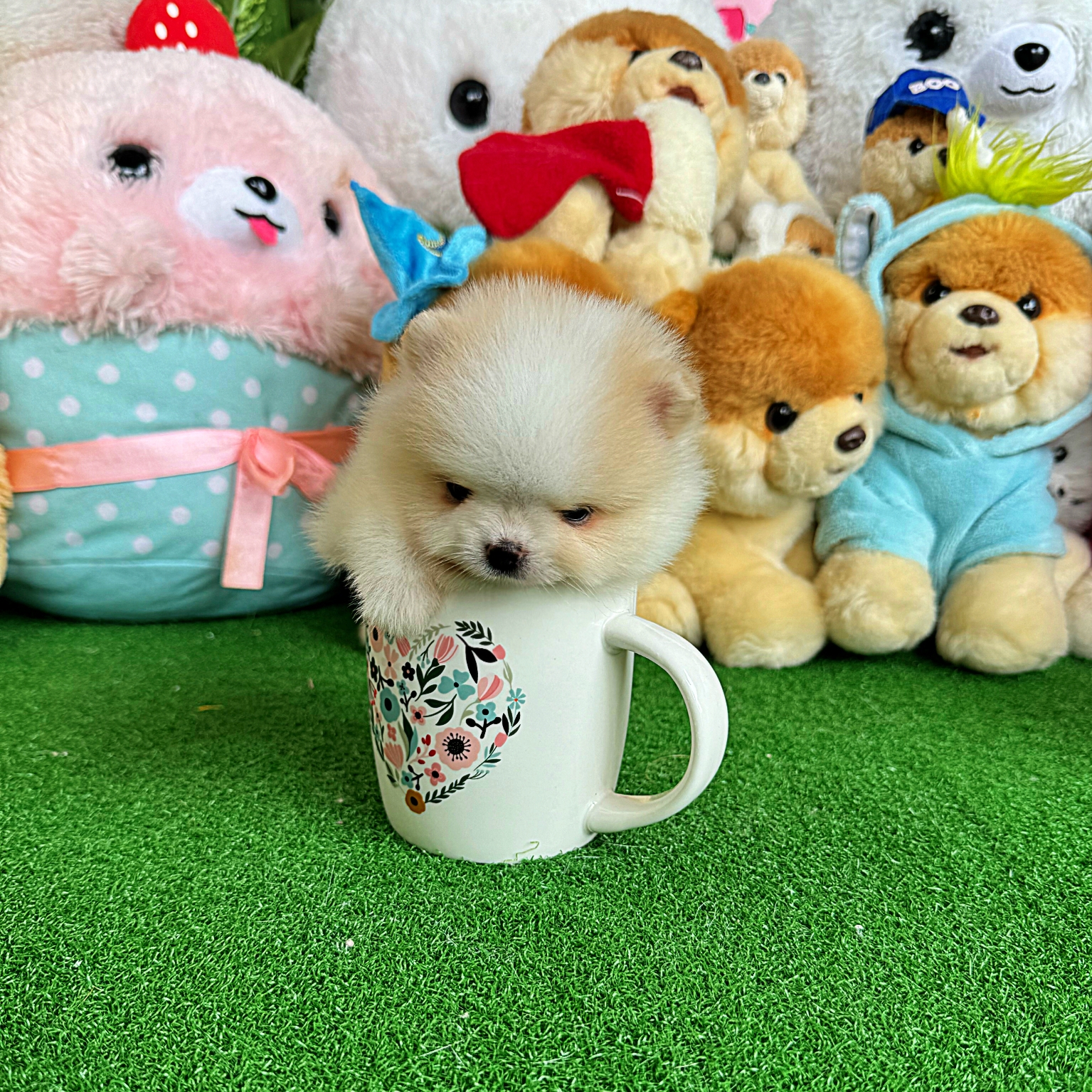 ปอมเมอเรเนี่ยนหน้าหมีไซส์ทีคัพลูกสาวน่ารักตะมุตะมิ สีขาวติดครีม White cream teacup female