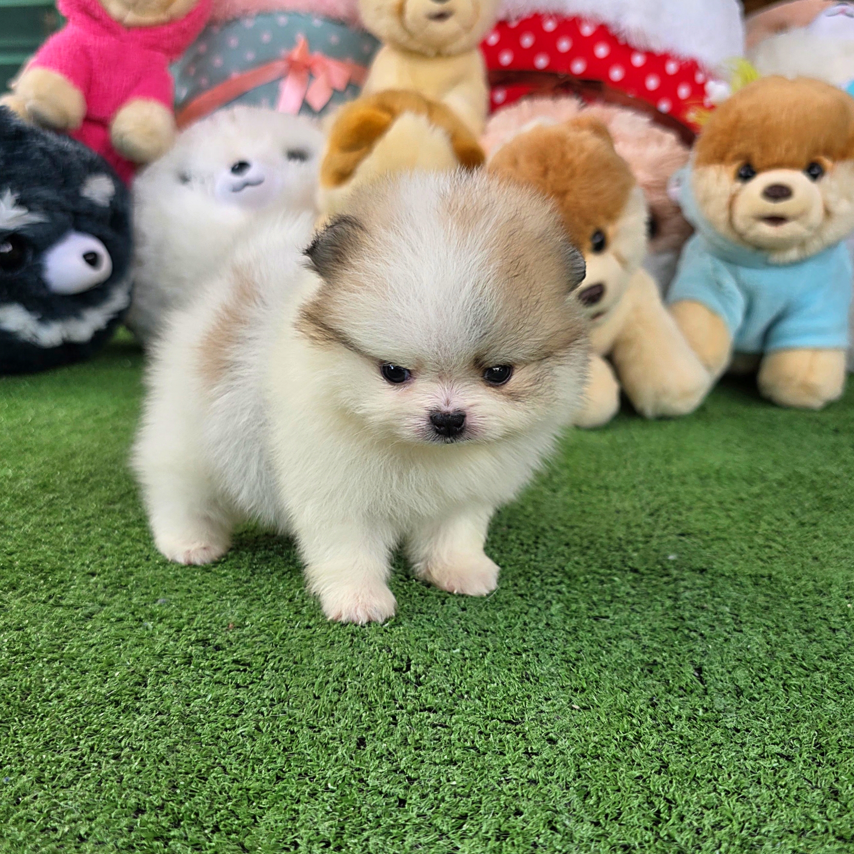 ปอมเมอเรเนี่ยนหน้าหมี เพศผู้สีปาร์ตี้สวยมาก Parti colors male