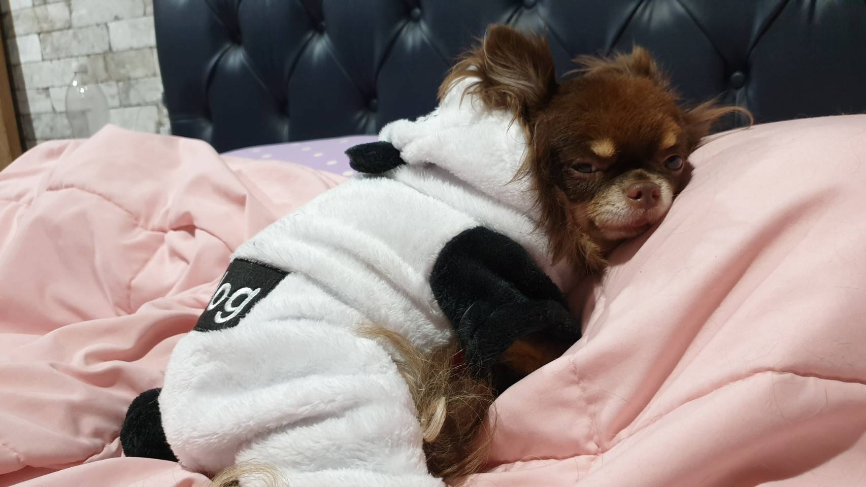 ชุดสี่ขาแพนด้า L (รวมส่ง)