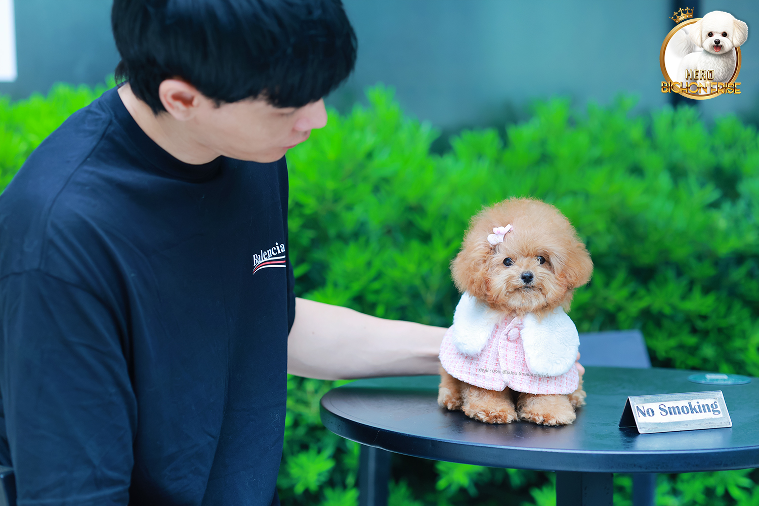 บิชองพู BCF-95914 เพศหญิง สี Champagne หน้าตาน่ารัก สวยหวาน แต่นิสัยขี้เล่น ร่าเริง ตัวจิ๋ว แต่งตัวแล้วเหมือนตุ๊กตาสุด ๆ มีใบรับรองจากสมาคมพัฒนาพันธุ์สุนัข (ใบเพ็ดดีกรีเต็มใบ) ส่งทั่วประเทศ