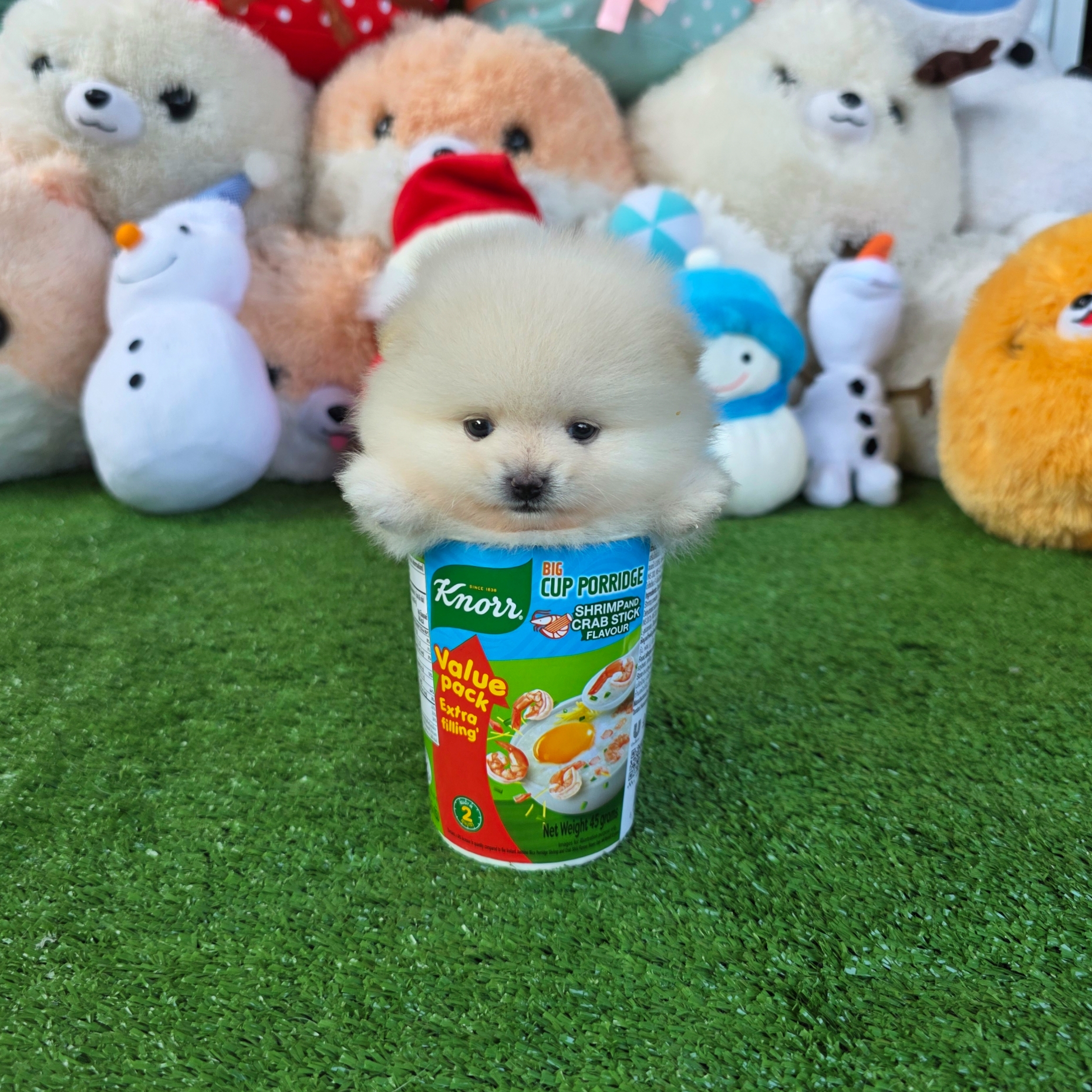 ปอมเมอเรเนี่ยนแท้ หน้าหมีเพศเมีย แบ๊วมาก White female