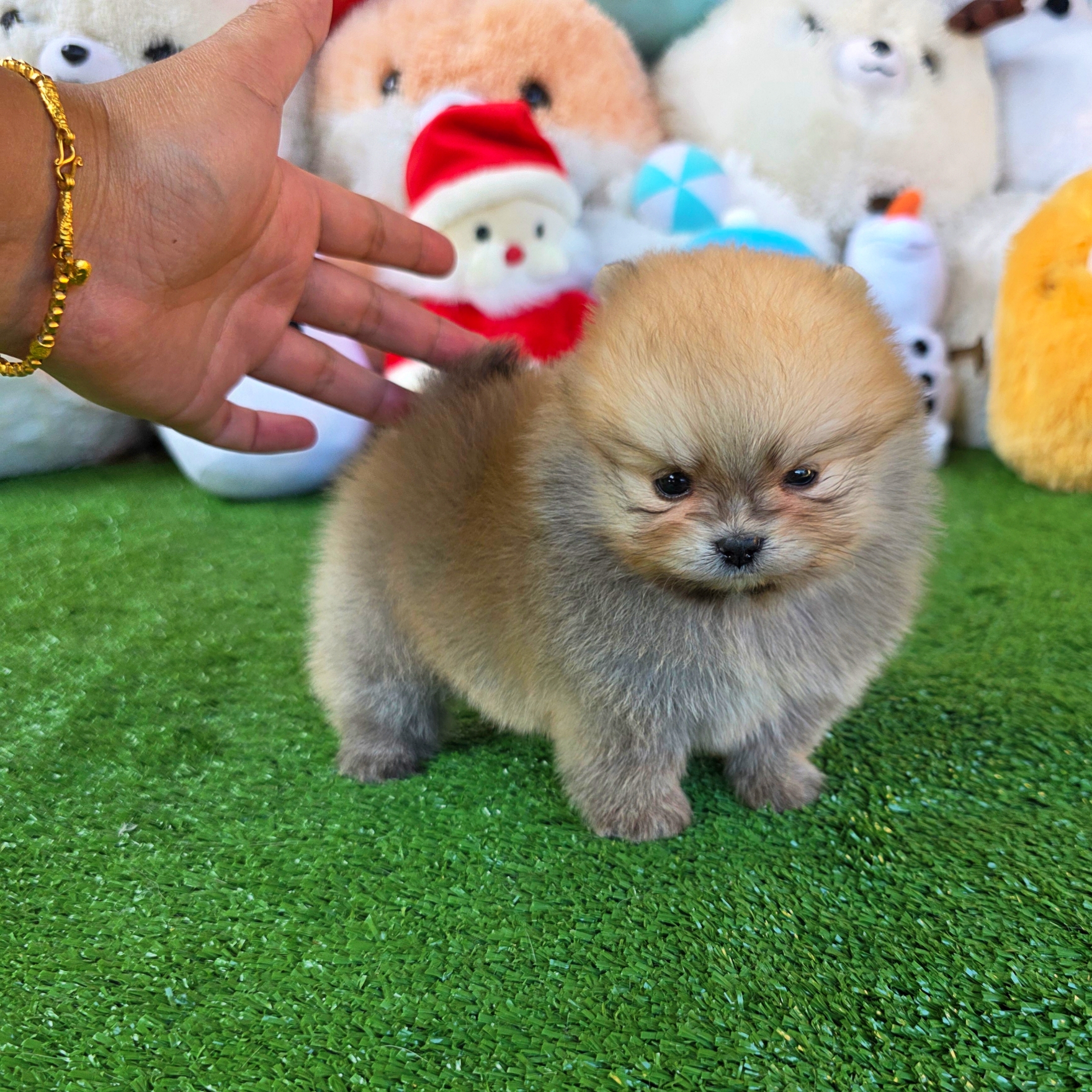 ปอมเมอเรเนี่ยนแท้ เพศชายสวยๆ Orange seble male