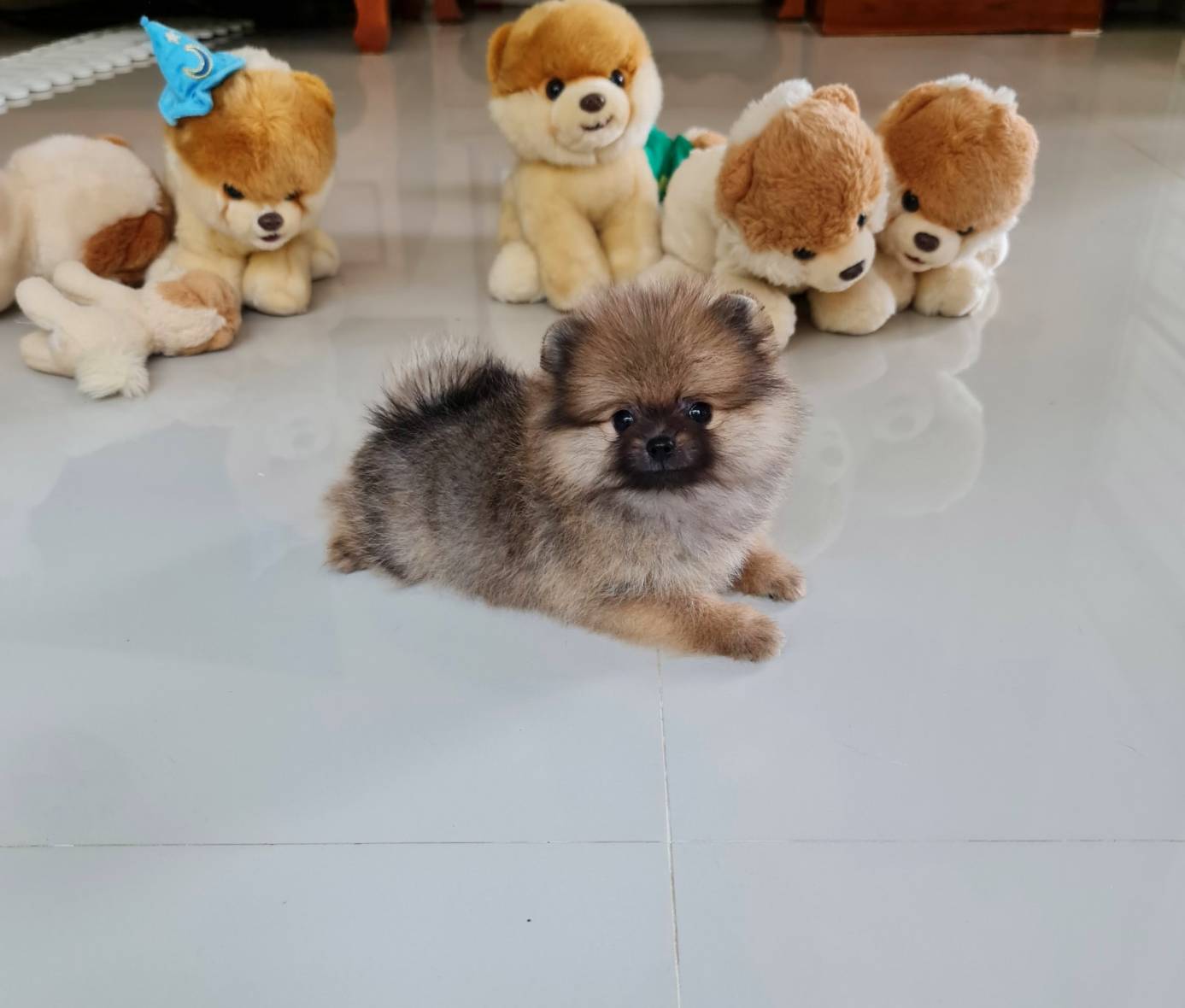 ลูกปอมเมอเรเนียนแท้ ด.ช.สีส้ม Orange Male