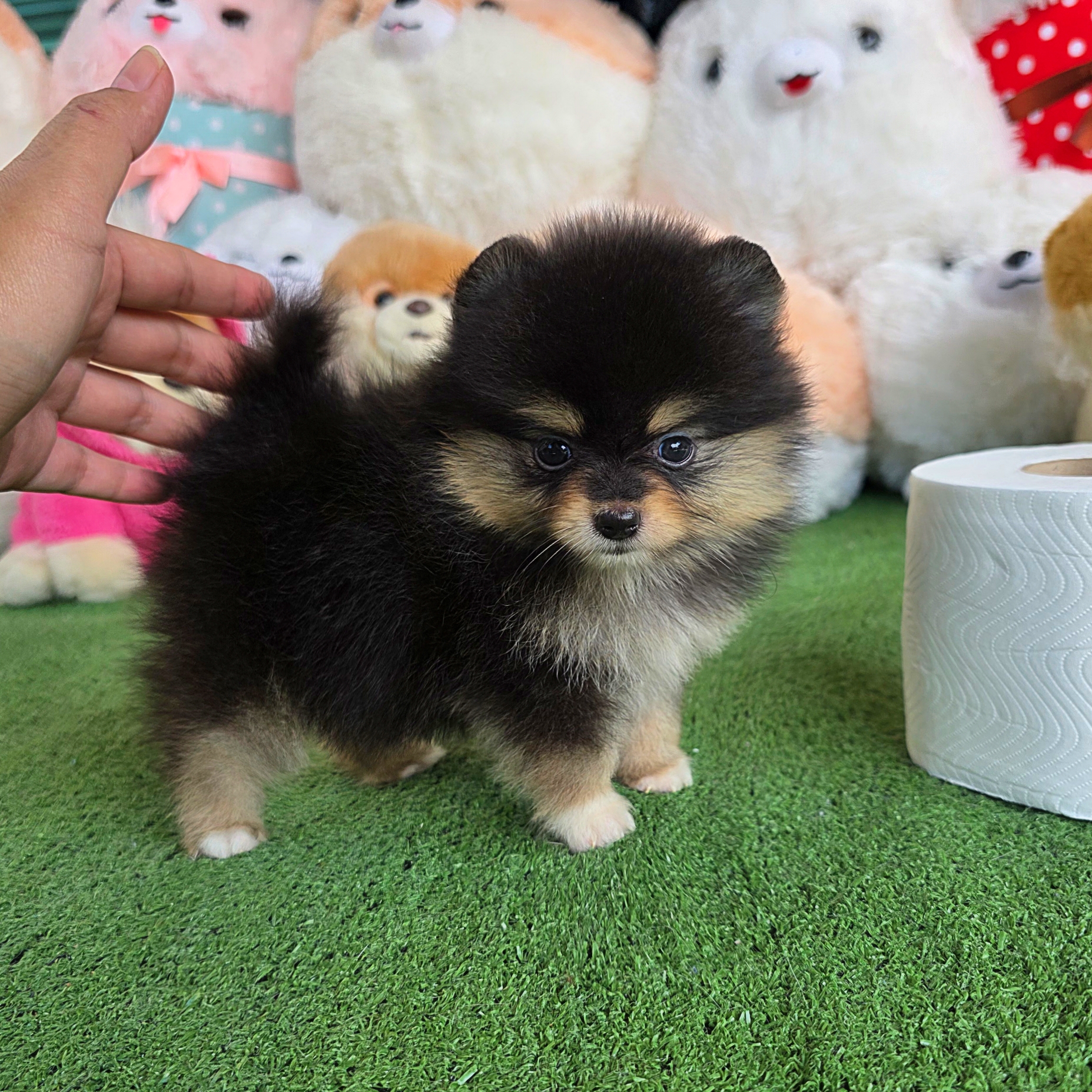 ปอมเมอเรเนี่ยนแท้ เพศเมียสีแบล็คแทน น่ารักมาก Blacktan female