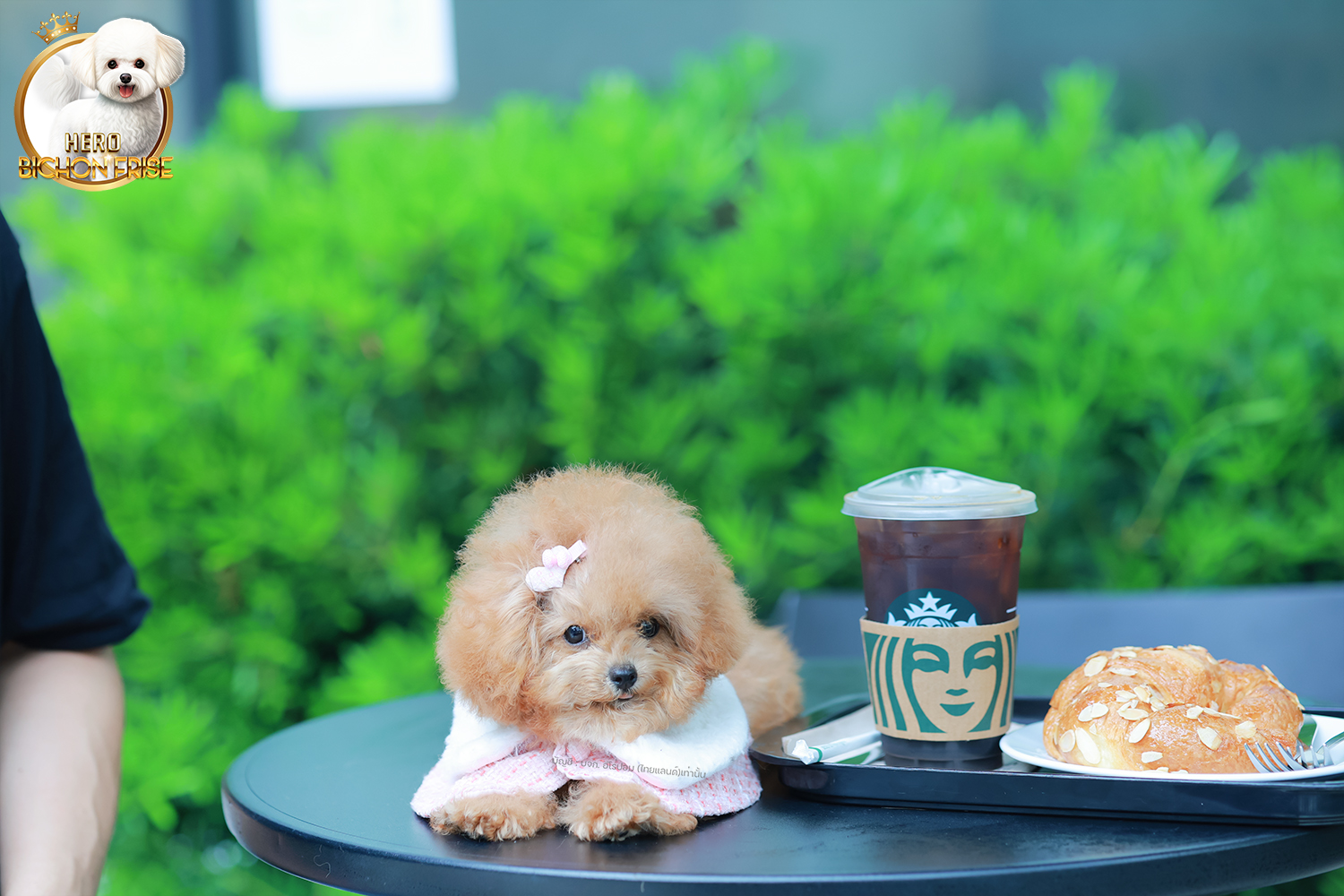 บิชองพู BCF-95914 เพศหญิง สี Champagne หน้าตาน่ารัก สวยหวาน แต่นิสัยขี้เล่น ร่าเริง ตัวจิ๋ว แต่งตัวแล้วเหมือนตุ๊กตาสุด ๆ มีใบรับรองจากสมาคมพัฒนาพันธุ์สุนัข (ใบเพ็ดดีกรีเต็มใบ) ส่งทั่วประเทศ