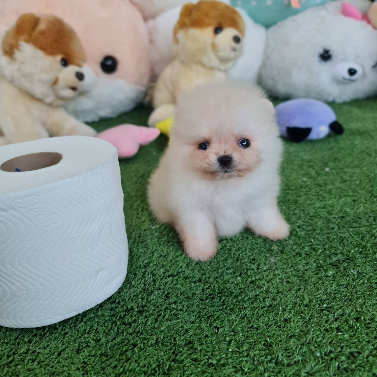 ปอมเมอเรเนี่ยนแท้ มินิทีคัพจิ๋วสุดหน้าหวานมาก สีขาวตะมุตะมิ White mini teacup female