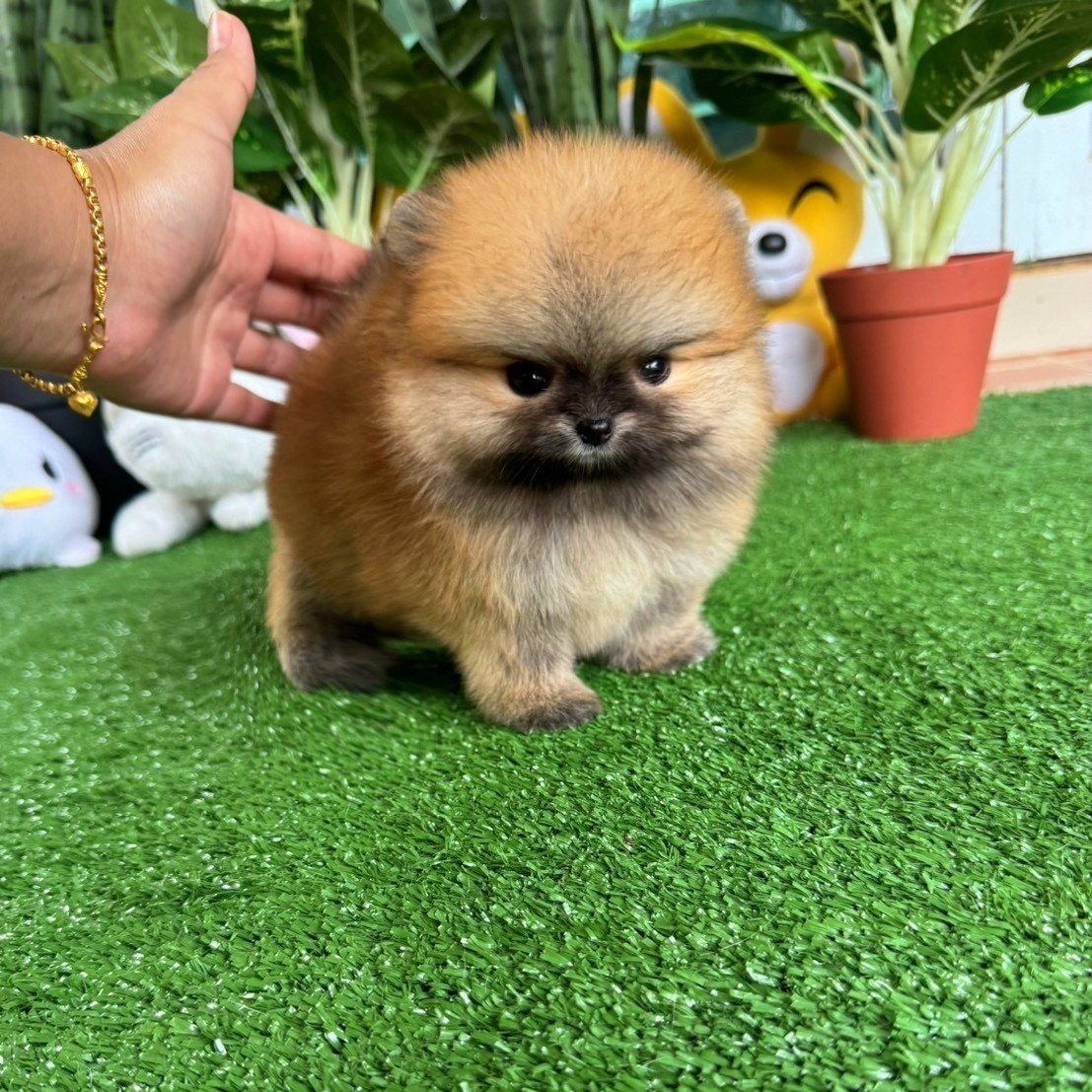ปอมเมอเรเนีียนหน้าหมี สีส้มสวยมากBearface orange female