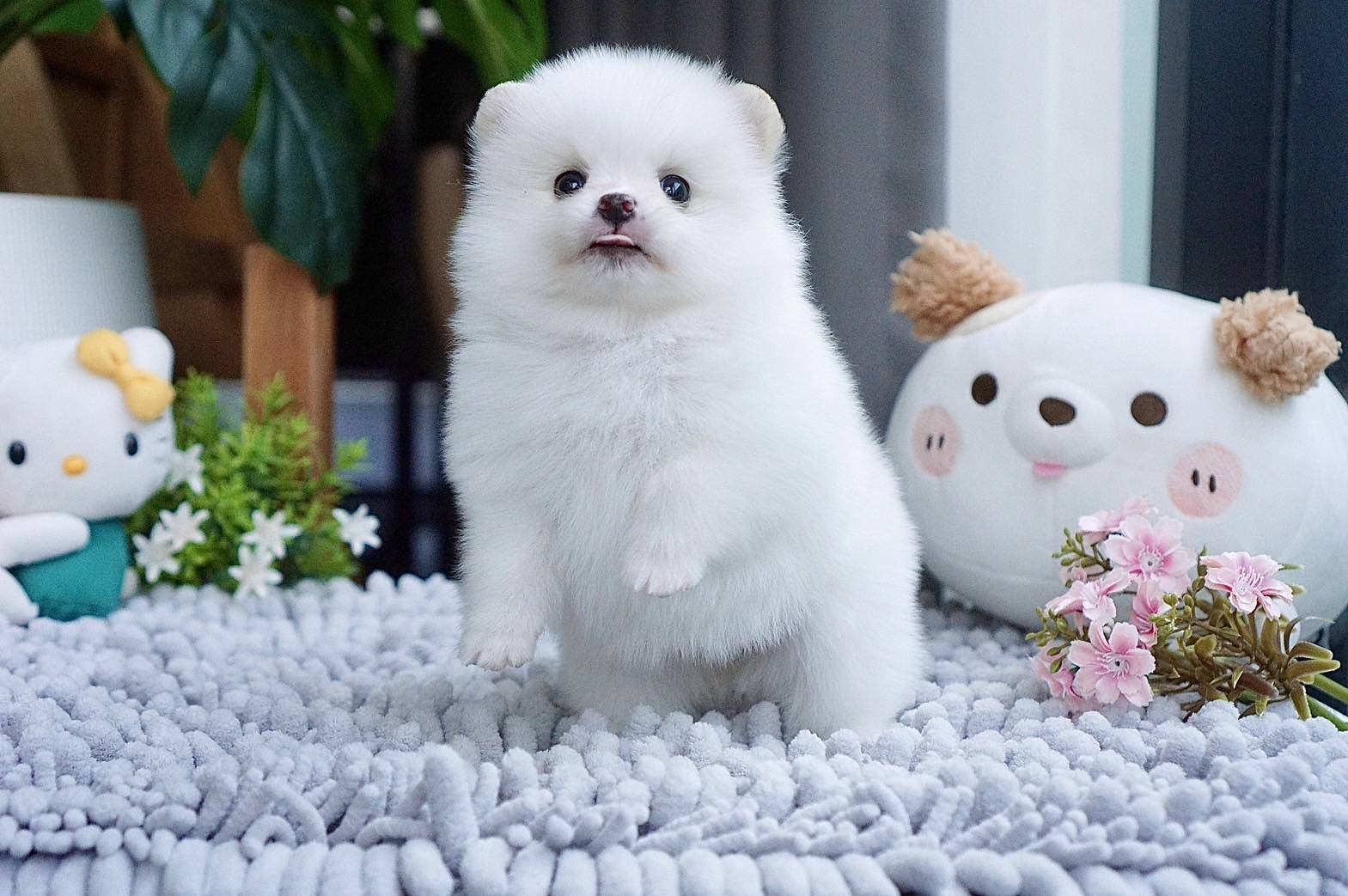 ปอมเมอเรเนี่ยนสีขาว pure White pomeranian