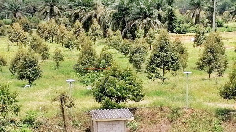 สวนทุเรียน สระน้ำขนาดใหญ่ ทุเรียนหลากสายพันธุ์ จ.จันทบุรี เหมาะลงทุน - 05664
