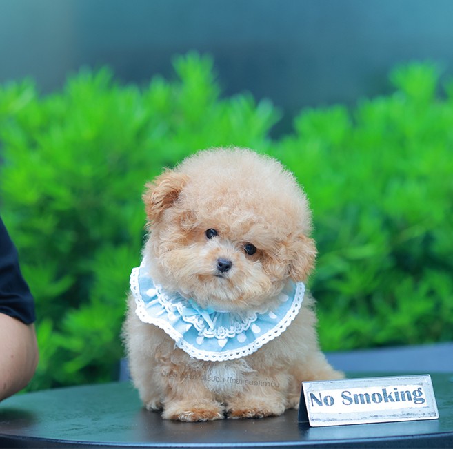 บิชองพู BCM-59694 เพศชาย สี Champagne อายุ 2 เดือน น่ารัก หัวกลม ตัวจิ๋ว ถ่ายรูปขึ้นกล้องสุด ๆ เหมือนตุ๊กตา Teddy Bear สดใสร่าเริงมาก ๆ มีใบรับรองจากสมาคมพัฒนาพันธุ์สุนัข (ใบเพ็ดดีกรีเต็มใบ) ส่งทั่วประเทศ