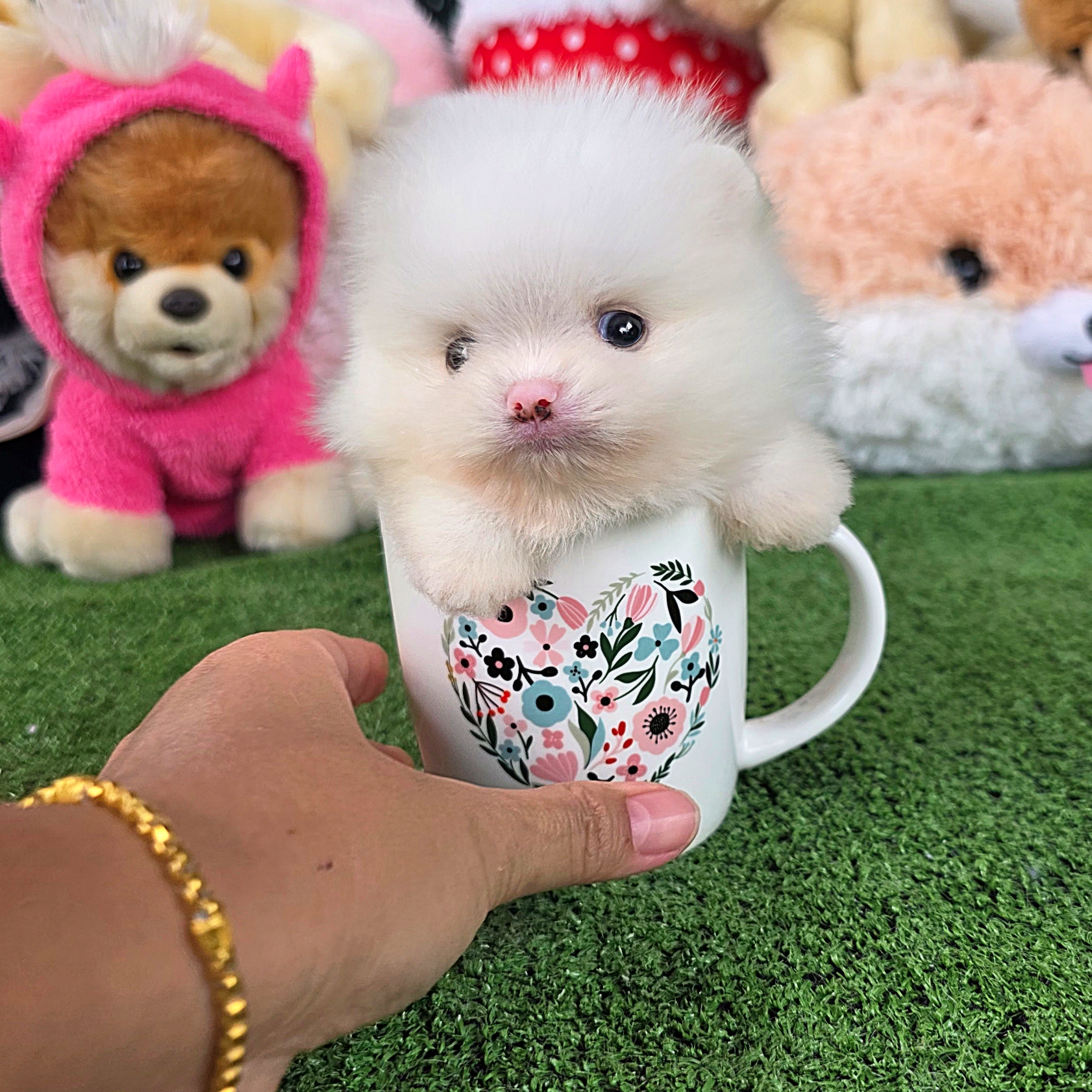 ปอมเมอเรเนี่ยนแท้ ขาวสำลีโอโม่เพศผู้ ตาสีฟ้าเทา White male