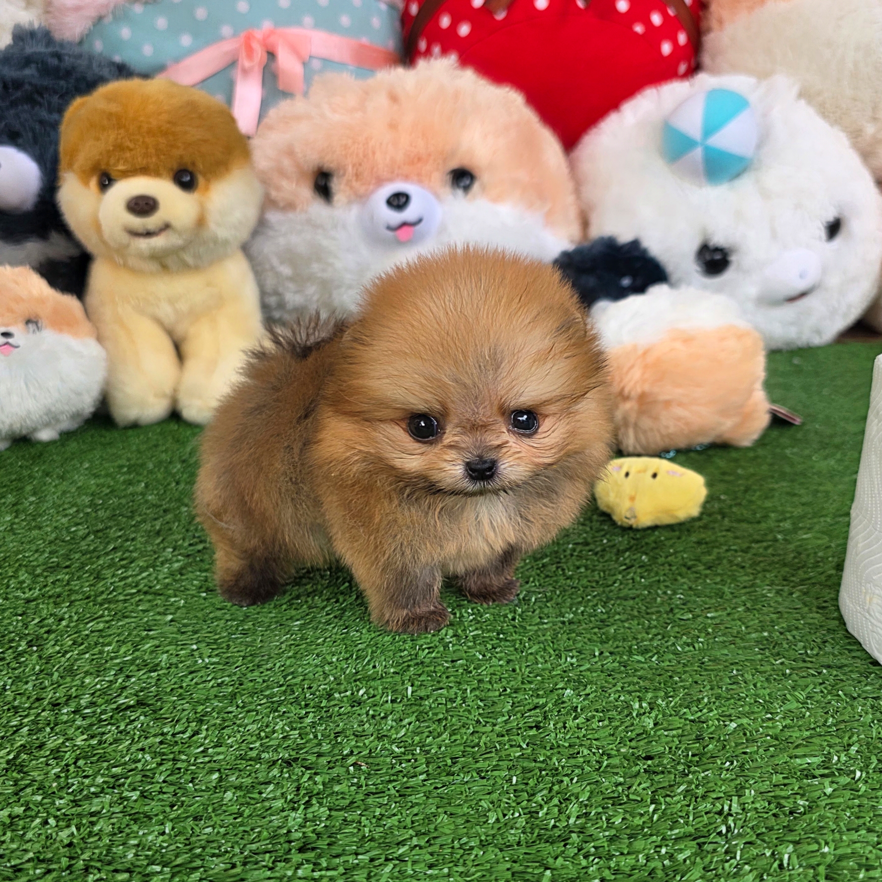 ปอมเมอเรเนี่ยนแท้ จิ๋วมากมินิทีคัพเด็กชาย Orange mini teacup male