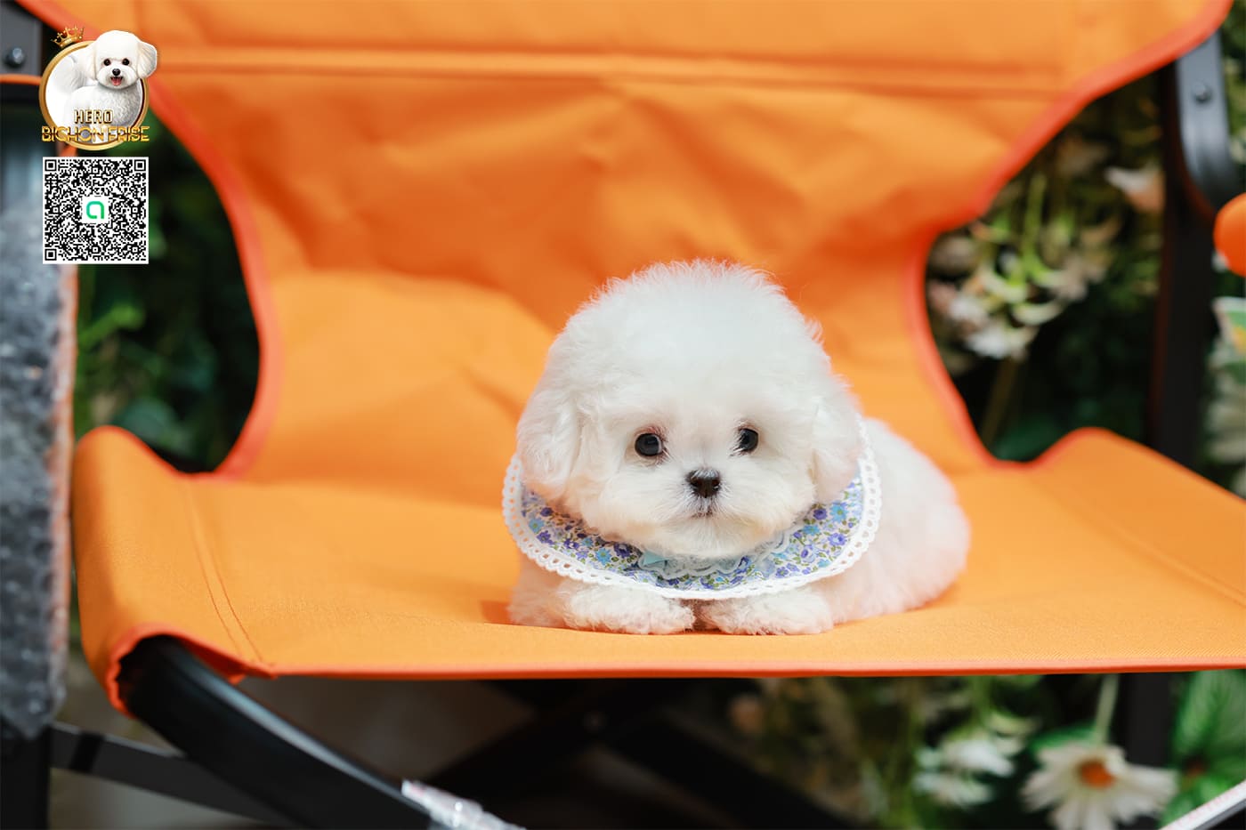 มินิบิชอง BCM-24537 เพศชาย สีขาว น่ารักมาก ขนนุ่มขนแน่น หน้าแบ๊ว เห็นแล้วใจละลายมาก ถ้าได้อุ้มแล้วจะวางไม่ลงแน่นอน มีใบรับรองจากสมาคมพัฒนาพันธุ์สุนัข (ใบเพ็ดดีกรีเต็มใบ) ส่งทั่วประเทศ