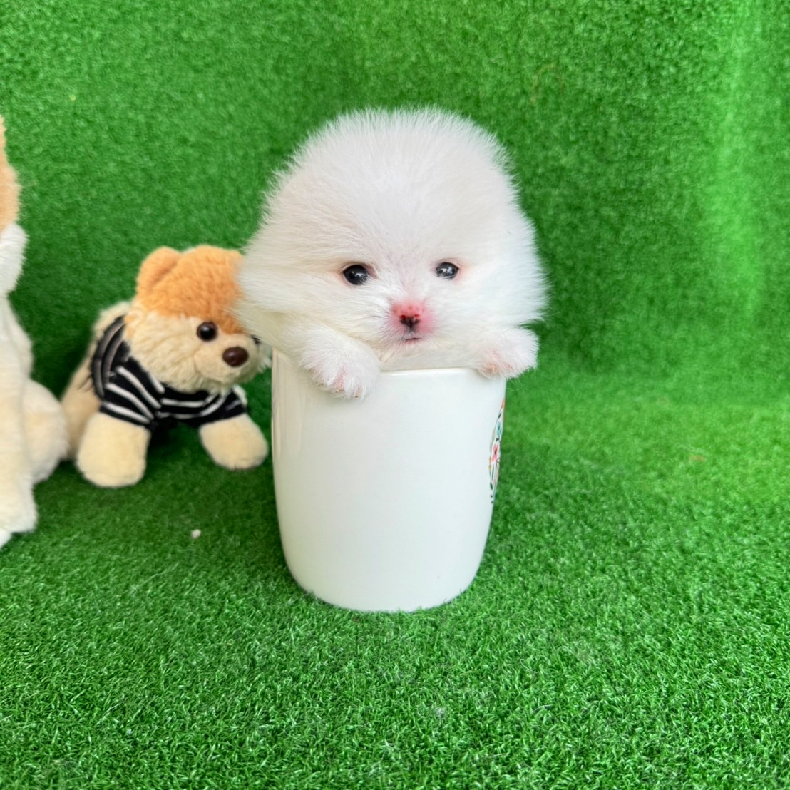 ปอมเมอเรเนี่ยนแท้สีขาวสำลี ทีคัพลูกสาวสวยๆ white teacup female