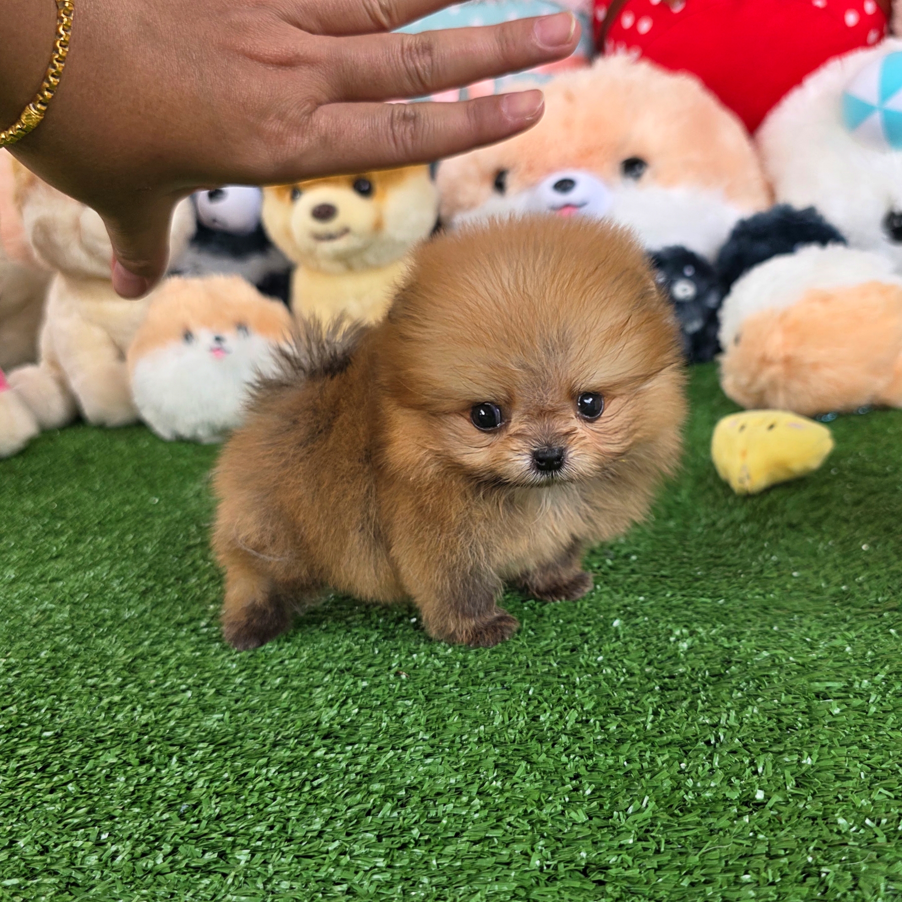 ปอมเมอเรเนี่ยนแท้ จิ๋วมากมินิทีคัพเด็กชาย Orange mini teacup male