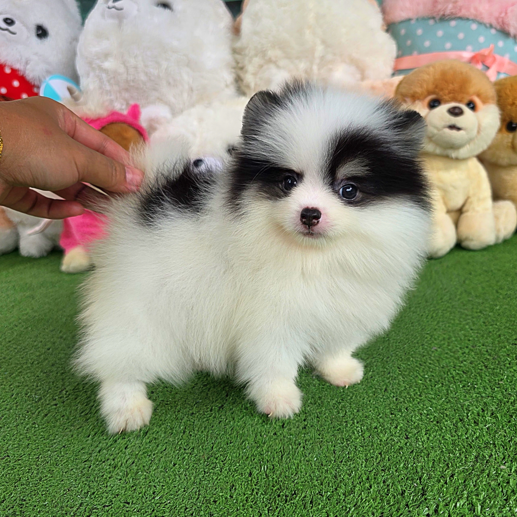 ปอมเมอเรเนี่ยนแท้ สามสีมีคิ้วน่ารัก เพศเมีย Tri colors female