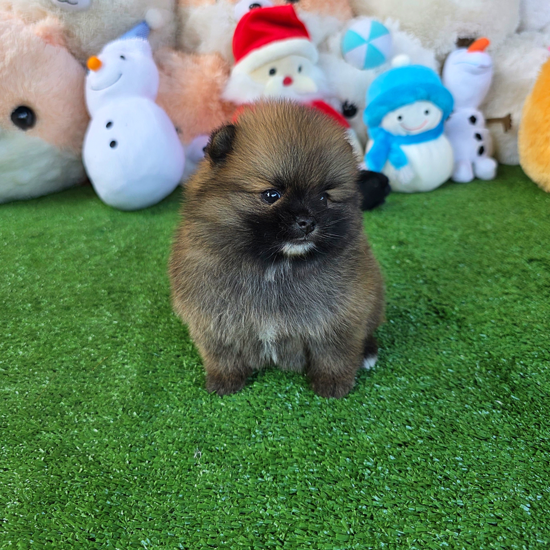 ปอมเมอเรเนี่ยนแท้สีส้ม หรือสีน้ำตาล เพศเมียน่ารักสุดๆ Orange seble female